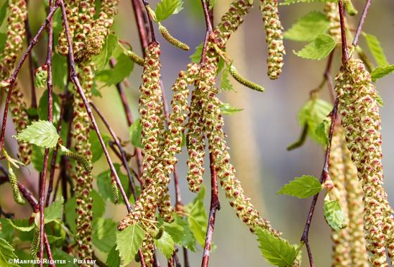 pollen bouleau