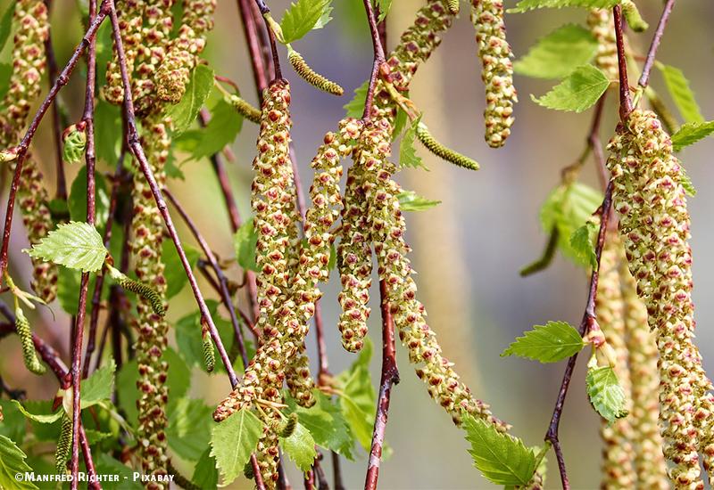 pollen bouleau