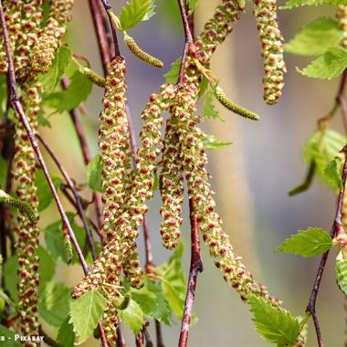 pollen bouleau